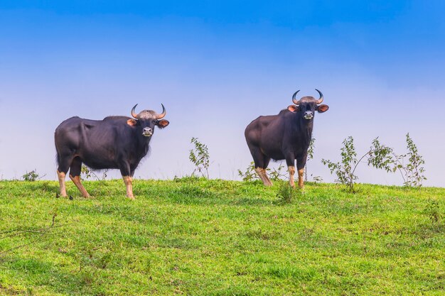 Gaur in Nature (Non-Hunting Area, Khao Phaengma, Thailand)