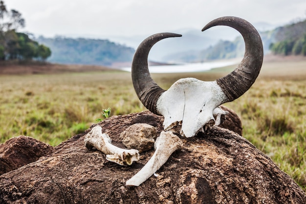 Gaur (Indische bizon) schedel met hoorns en botten