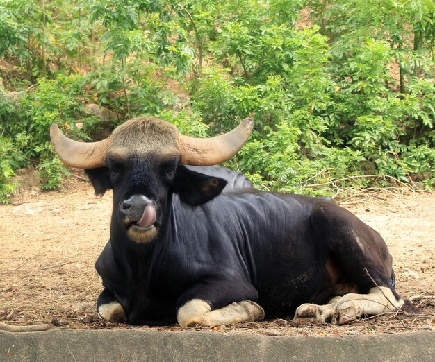 Gaur of Seladaing