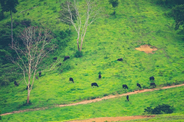 gaur in the tropical forest, wildlife in Thailand