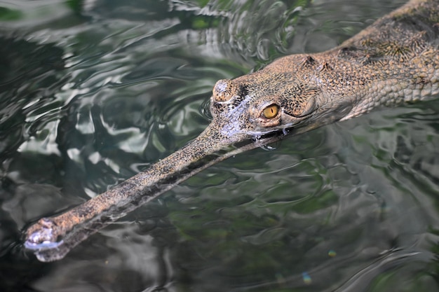 水面で泳ぐインドガビアルワニ