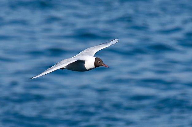 Gaviota cabecinegra volando por la Ra de Vigo