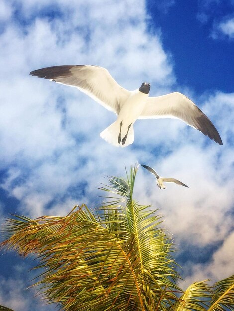 Gaviota - seagull