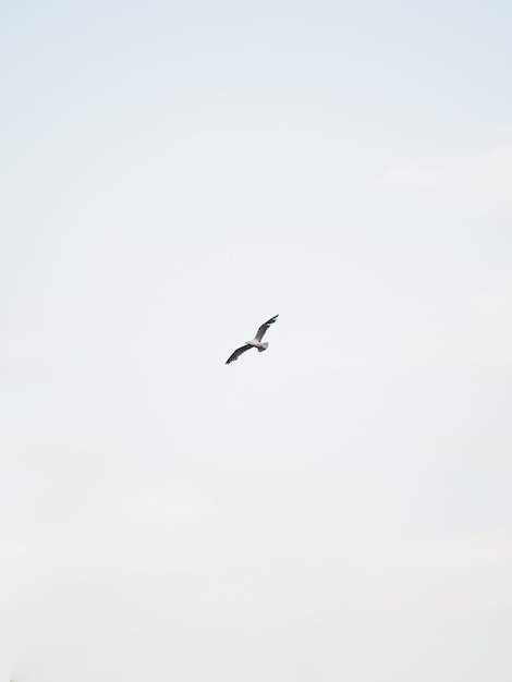 Фото gaviota volando en el cielo