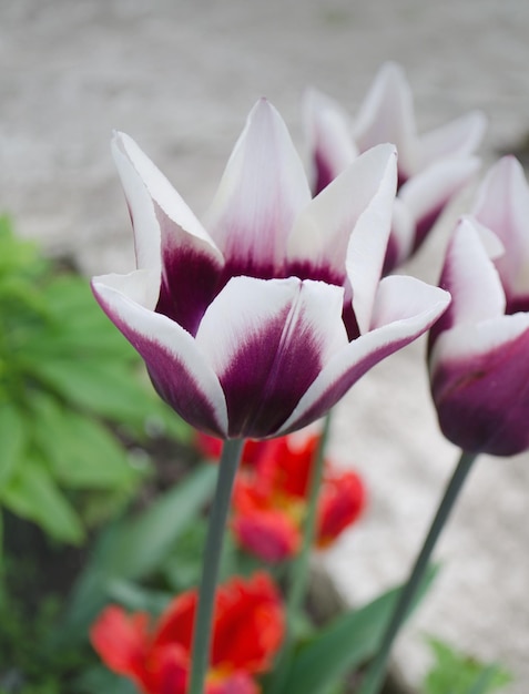 Gavota yellow and purple unique tulip Red tulip edged with shades of creamy yellow