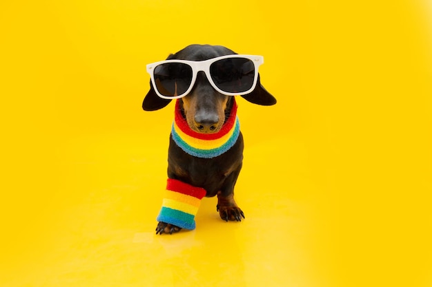 Gay pride dachshund dog Isolated on yellow background