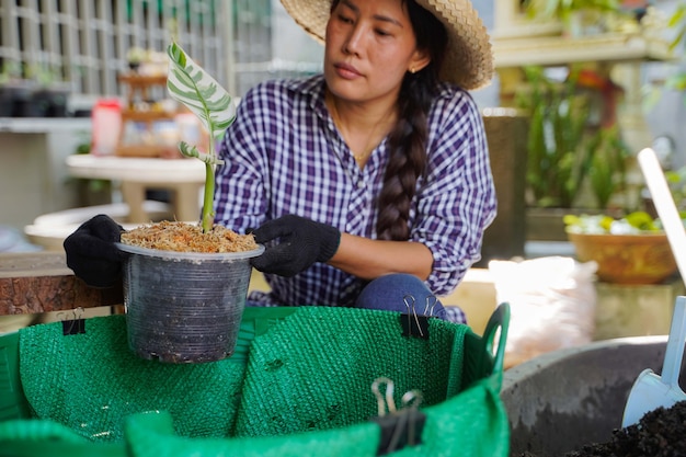 ゲイソンは、家の装飾、農業の概念のための装飾用植物として、プラスチック製の鉢に植えられたフロリダのバナナの小さな苗木を植えています。