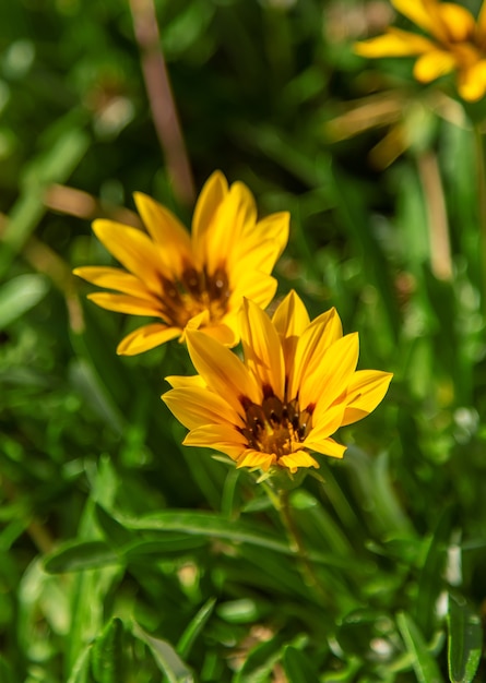 Gazania bloeit in een bloembed