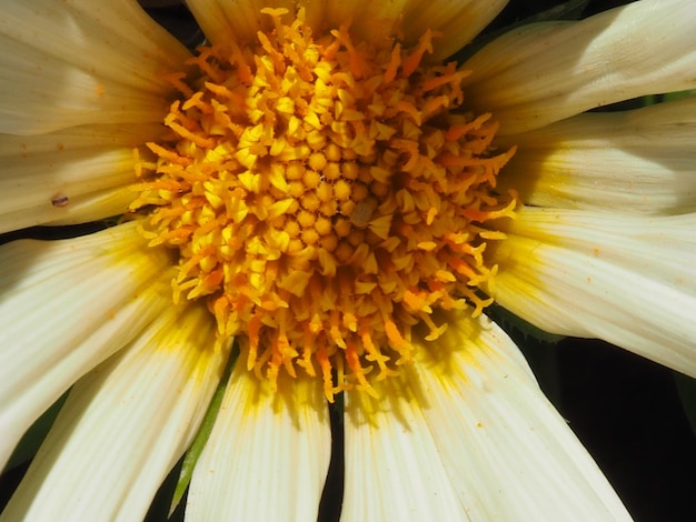 gazania bloem