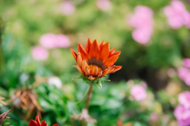 Gazania-bloemen in de zomertuin Kleurrijke heldere bloemen op een groene achtergrond Gazania en lobelia Bloembeddecoratie in het park