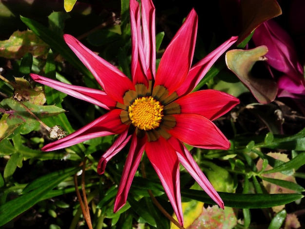 gazania flower