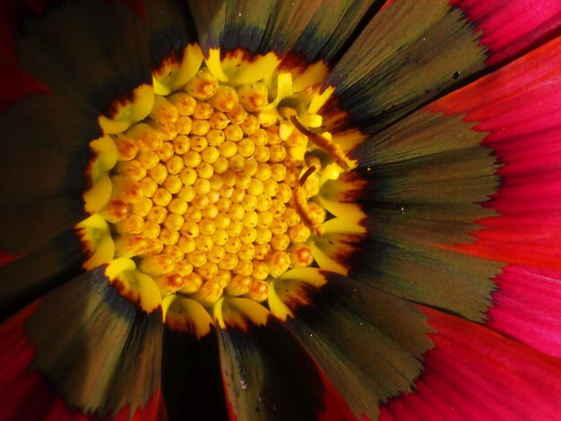 ガザニアの花