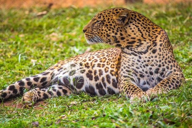 Gaze of a lovely leopard in the grass of the orphanage. Visiting the important nairobi orphanage of unprotected or injured animals. Kenya