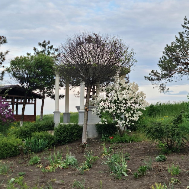 A gazebo with a gazebo and a tree with white flowers.