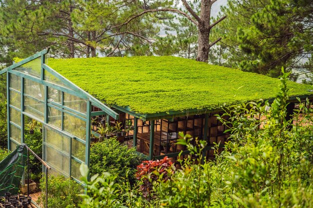 Gazebo with a perfect turf roof in the summer in a pine forest