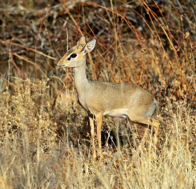 야생의 아프리카 사바나에서 Gazelle Dik Dik