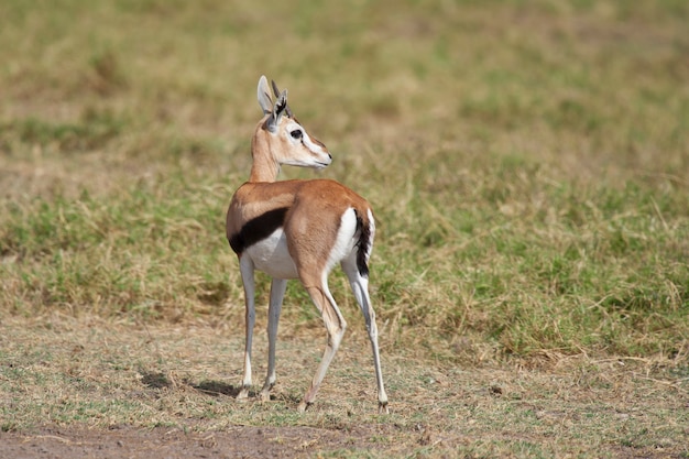 Photo gazelle in the savannah