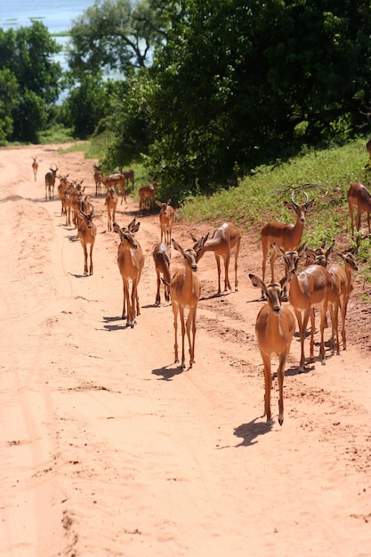 Gazelles in Africa