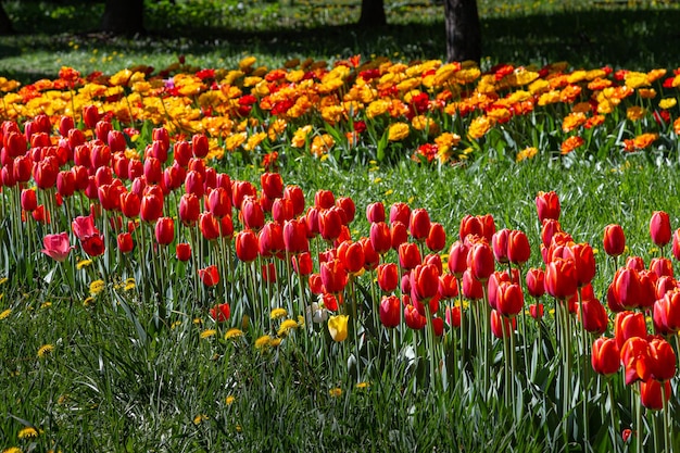 Gazon beplant met rijen rode en gele tulpen