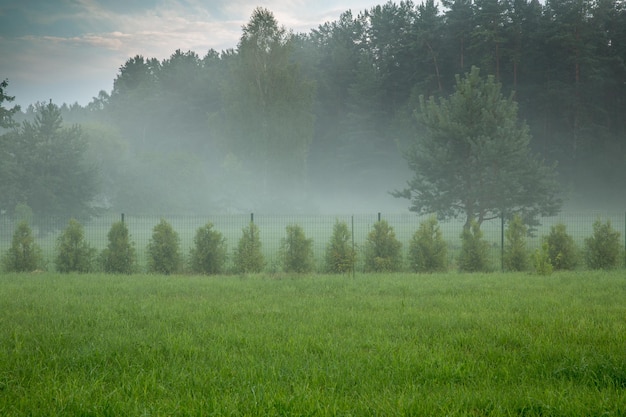 Gazon en haag van thuja's Brabant te midden van bossen mistige ochtend