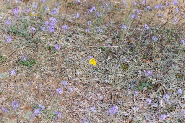 Gazon met bloemen op de berg Ayu Dag op de Krim