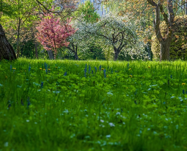 Gazon met groen gras bloeiende bomen Lente natuur