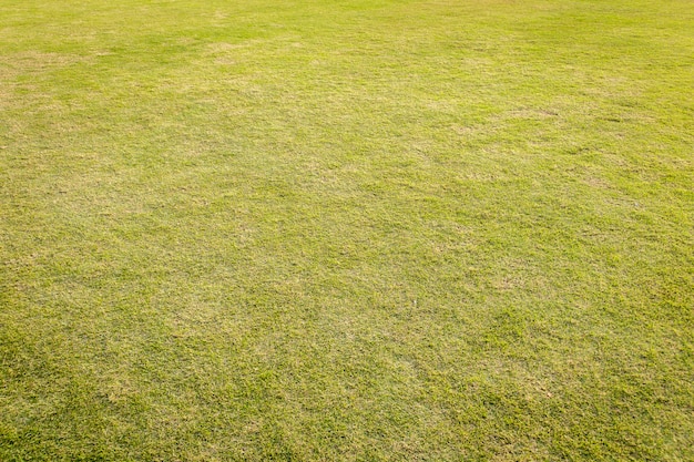 Gazon met groen gras. Groen gras voor achtergrond.