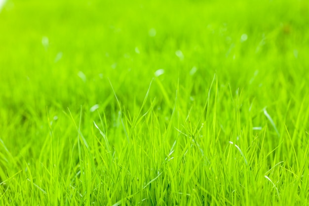 Gazon van jong gras. Ruimte voor tekst kopiëren.