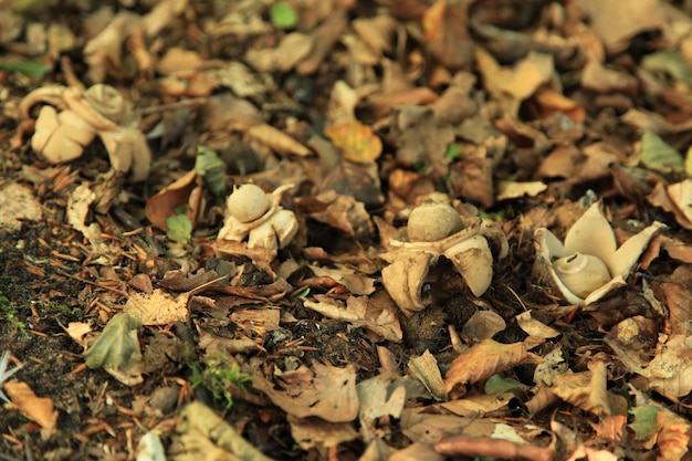 Photo geastrum triplex growing in a leaf litter in the woods