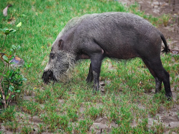 Gebaard varken in Borneo Bako Park, Maleisië