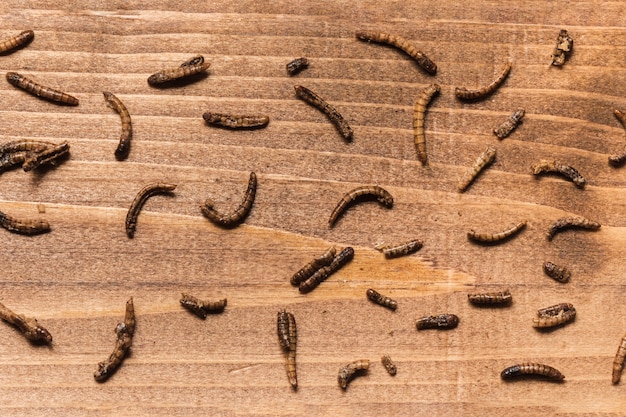 Gebakken wormen op houten plank bovenaanzicht