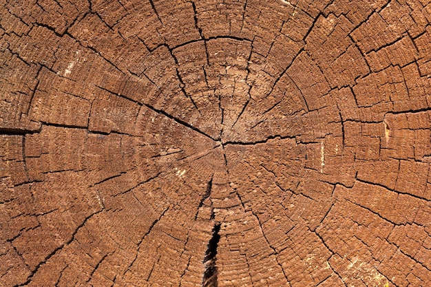 Gebarsten boomstam in de muur van een houten huis