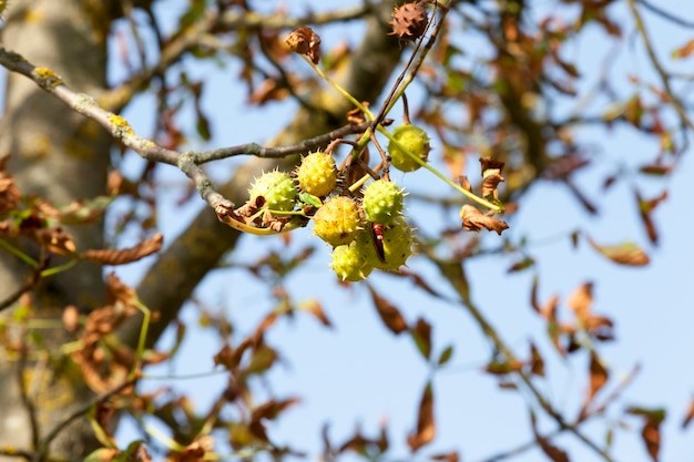 Gebarsten groene kastanjes met bruine zaden, klaar om op de grond te vallen, herfst september