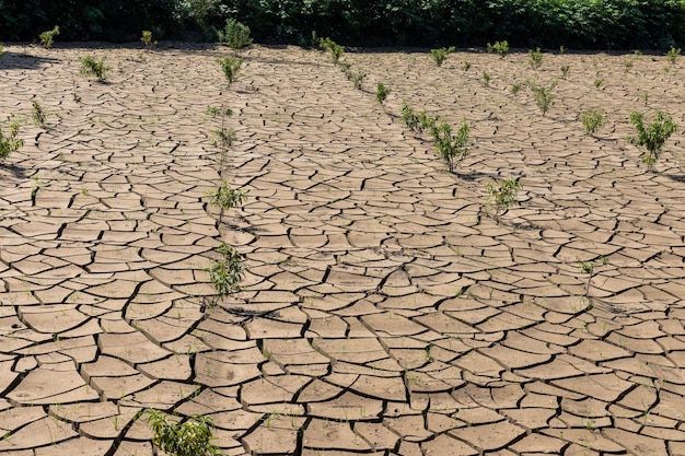 Gebarsten grond na overstroming zet de hele boomgaard onder water