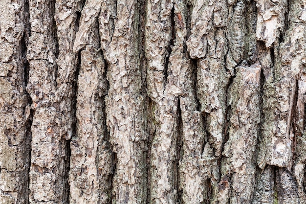 Gebarsten schors op oude stam van eikenboom close-up