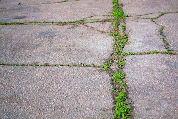 Gebarsten snelwegweg en groene spruitengroei door het nieuwe levensconcept van de asfaltweg