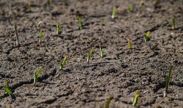 Gebarsten, verschroeide aarde na droogte