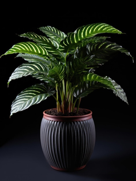 Gebed Plant Maranta Studio Shot geïsoleerd op heldere achtergrond Generatieve AI