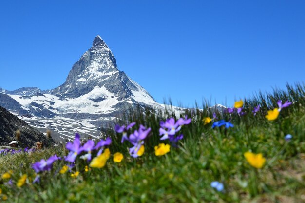 Foto gebergte achtergrond groen wit bruin water hemel matterhorn met sneeuw erop