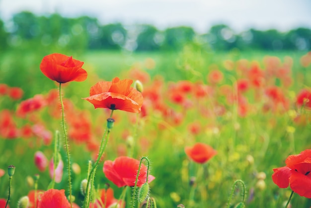 Gebied met bloeiende rode papavers.