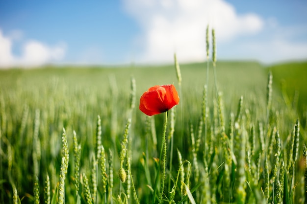 Gebied met wilde papaver en tarwe in het zonlicht.