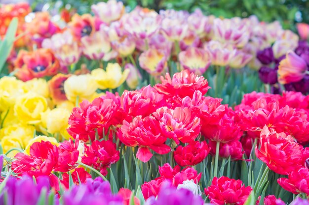 Gebied van bloeiende kleurrijke tulpen