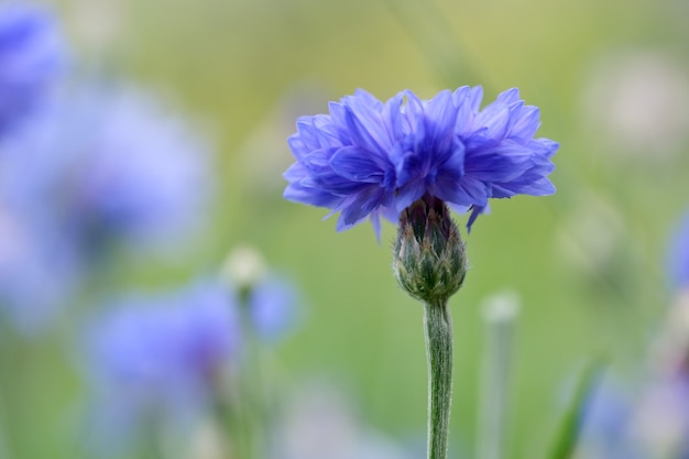 Gebied van bloeiende korenbloemen, zomerweide van blauwe korenbloemen. natuurlijke bloemenachtergrond. detailopname