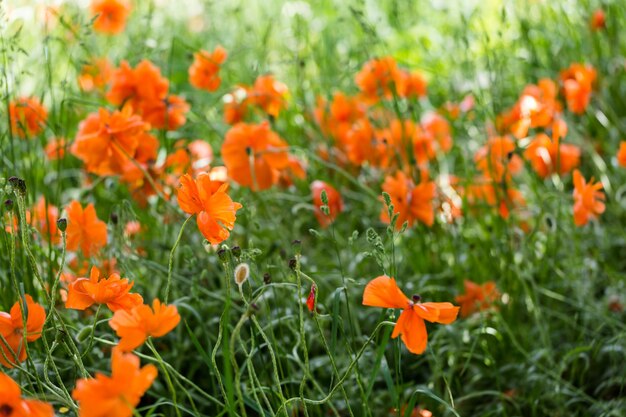 Gebied van bloeiende rode papavers in de vroege zomer.