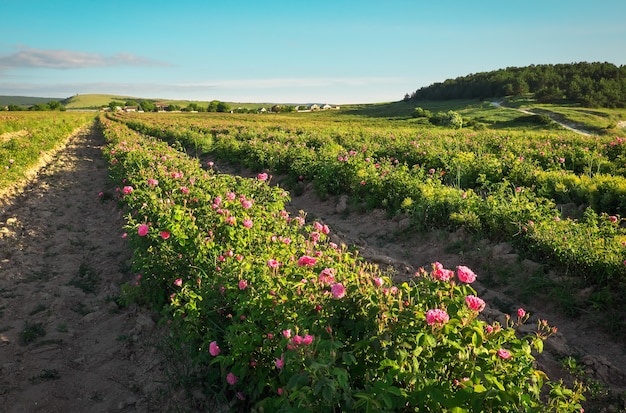 Gebied van bloeiende roze damastrozen in Bakhchisaray, Crimea