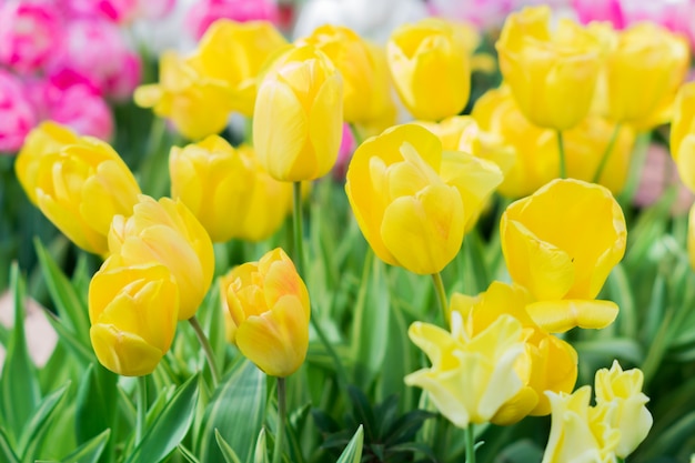 Gebied van bloeiende veelkleurige tulpen