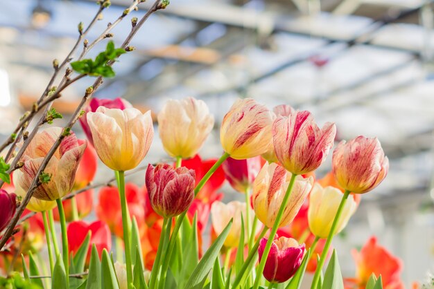 Gebied van bloeiende veelkleurige tulpen