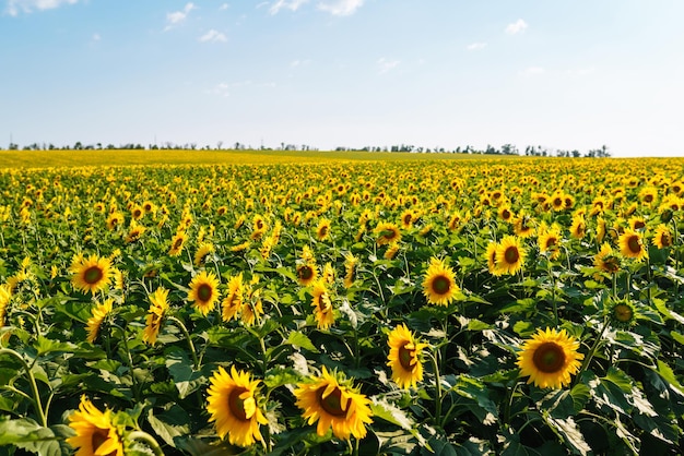 Gebied van bloeiende zonnebloemen Biologische en natuurlijke florale achtergrond Landbouw op een zonnige dag