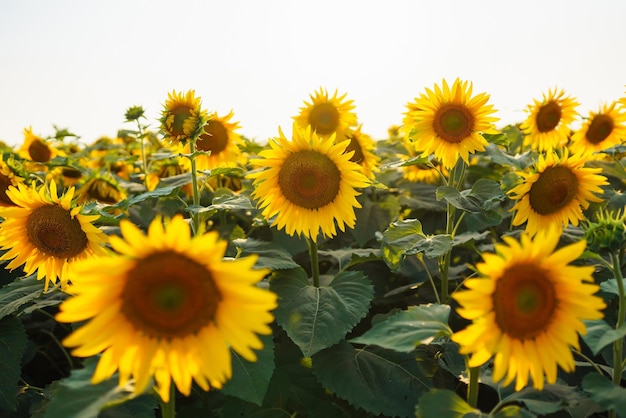 Gebied van bloeiende zonnebloemen Biologische en natuurlijke florale achtergrond Landbouw op een zonnige dag