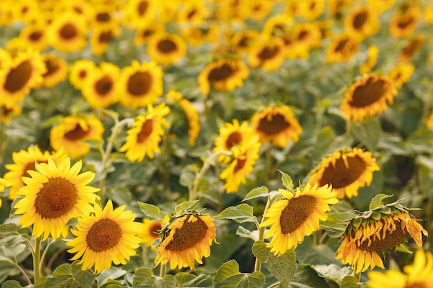 Gebied van bloeiende zonnebloemen. Bron van zonnebloemolie.